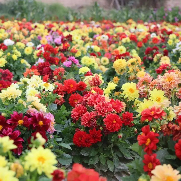 小丽花杯苗容器苗