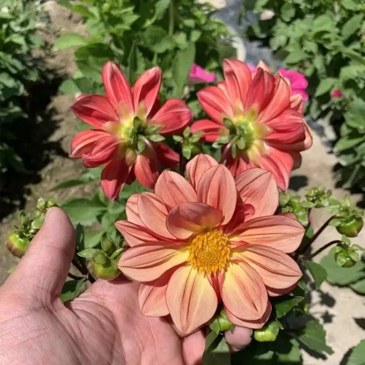 小丽花杯苗容器苗