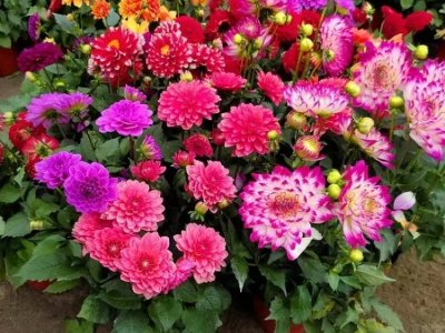 小丽花