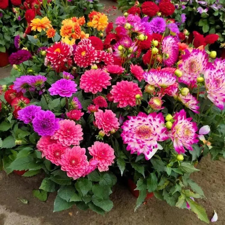 <a href='https://www.lvbad.com/caohuazhongzi/1642.html' target='_blank'>小丽花</a>杯苗容器苗
