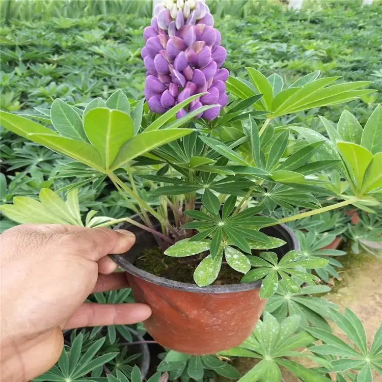 鲁冰花杯苗容器苗