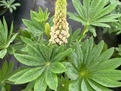 鲁冰花