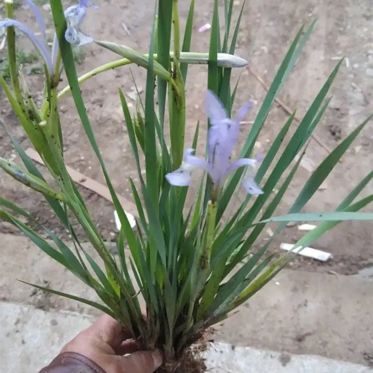 <a href='https://www.lvbad.com/caobenzhiwu/3383.html' target='_blank'>马兰花</a>杯苗容器苗
