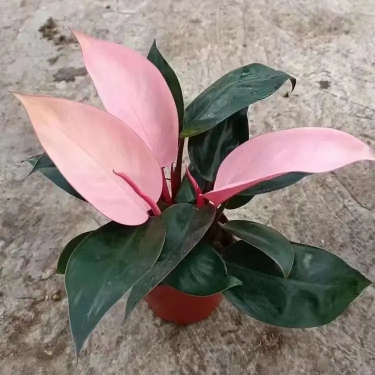 蔓<a href='https://www.lvbad.com/caohuazhongzi/1572.html' target='_blank'>锦葵</a>杯苗容器苗
