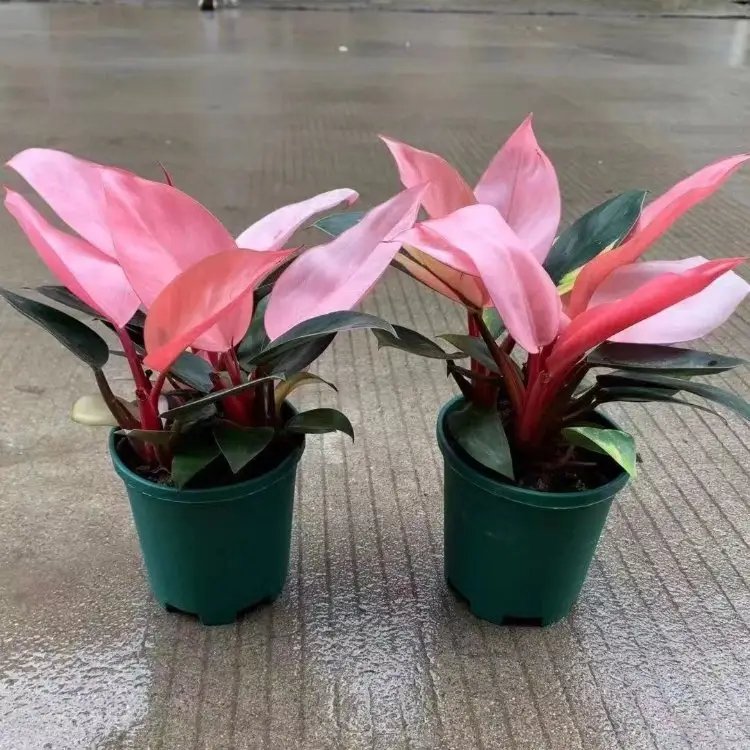 蔓锦葵杯苗容器苗