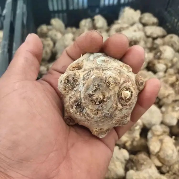 马蹄莲杯苗容器苗