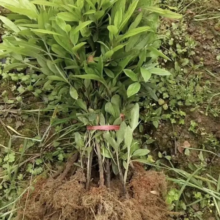 毛鹃杯苗容器苗毛球裸根