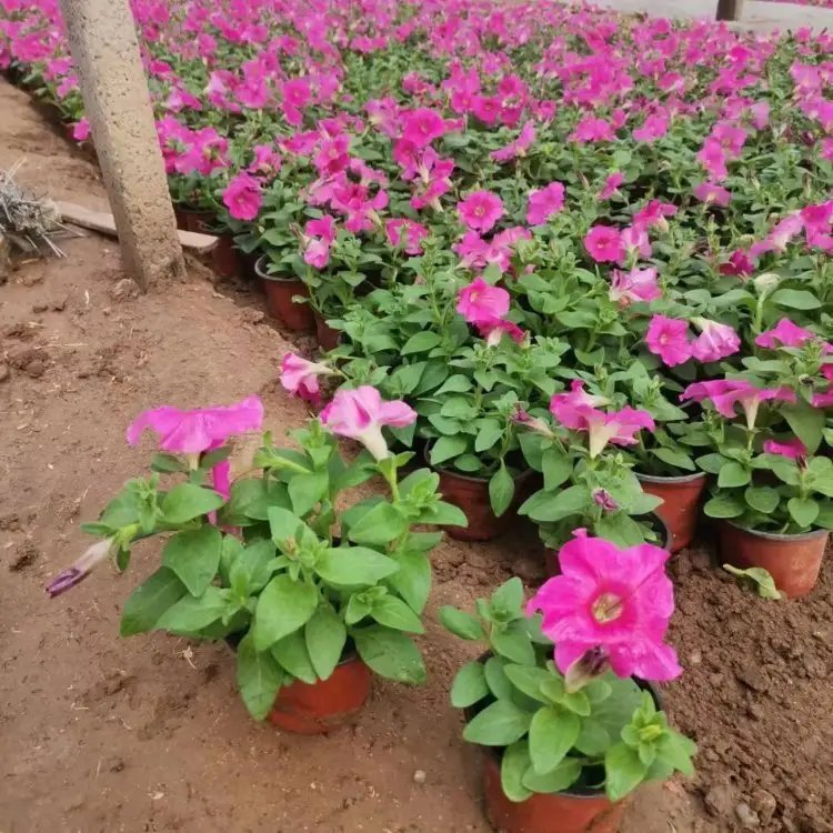 玫红牵牛花杯苗容器苗