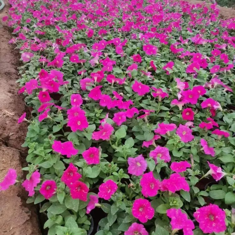 玫红牵牛花杯苗容器苗