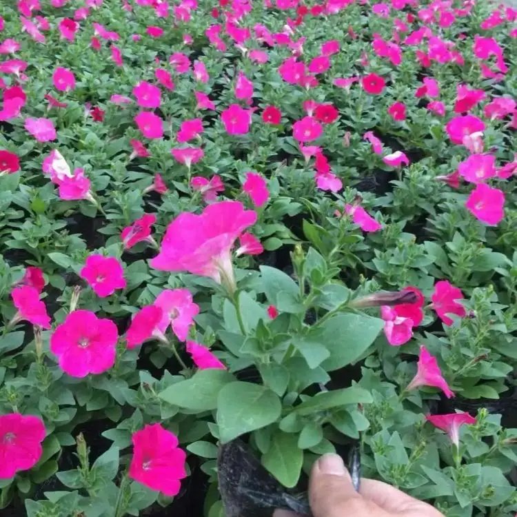玫红牵牛花杯苗容器苗