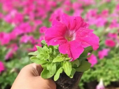玫红牵牛花