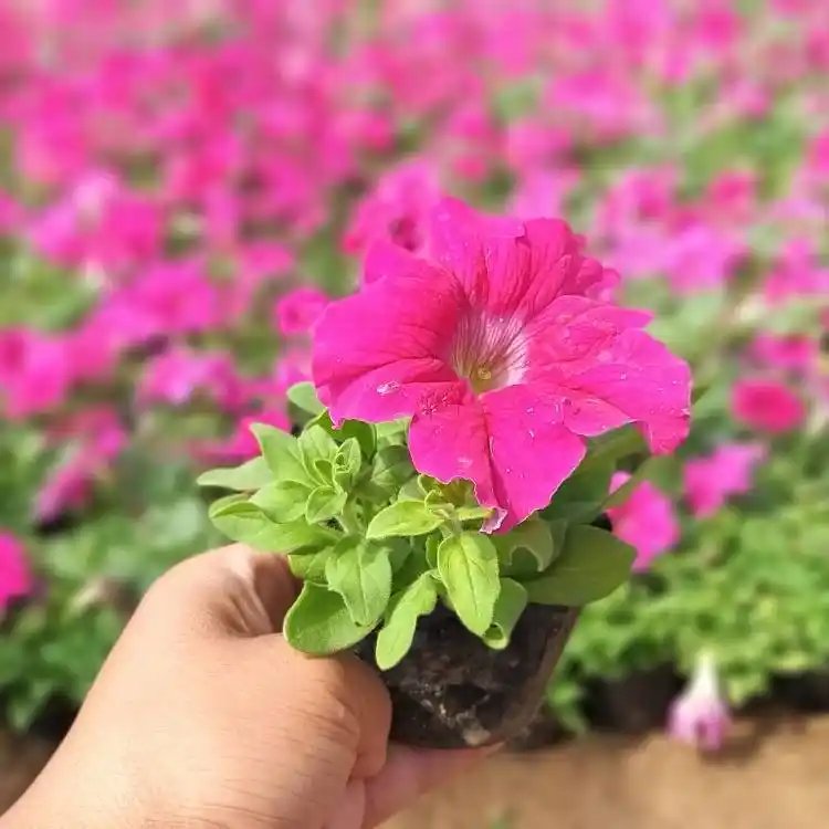 玫红<a href='https://www.lvbad.com/caohuazhongzi/1613.html' target='_blank'>牵牛花</a>杯苗容器苗