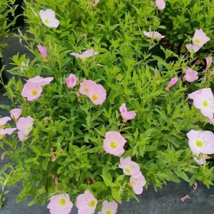 美丽月见草杯苗容器苗