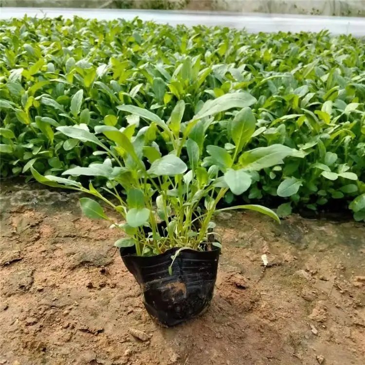 美丽月见草杯苗容器苗