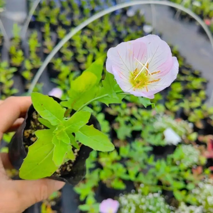 <a href='https://www.lvbad.com/caohuazhongzi/1599.html' target='_blank'>美丽月见草</a>杯苗容器苗