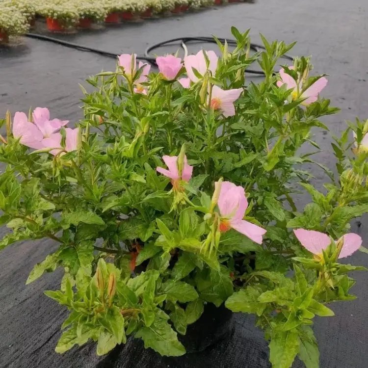 美丽月见草杯苗容器苗