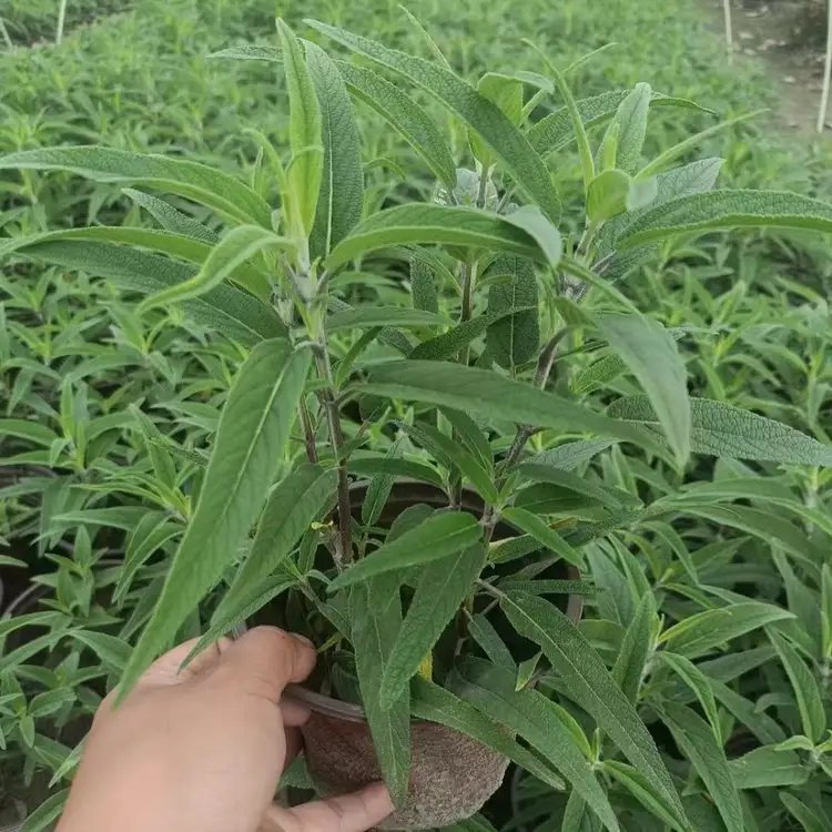 墨西哥<a href='https://www.lvbad.com/caohuazhongzi/1626.html' target='_blank'>鼠尾草</a>杯苗容器苗