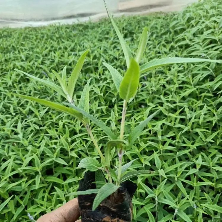 墨西哥鼠尾草杯苗容器苗