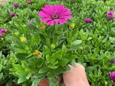 南非万寿菊