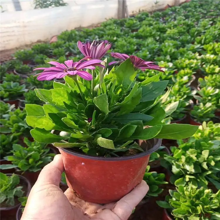 <a href='https://www.lvbad.com/caohuazhongzi/1604.html' target='_blank'>南非万寿菊</a>杯苗容器苗
