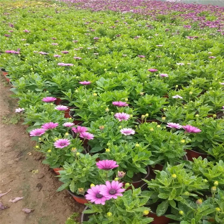 南非万寿菊杯苗容器苗