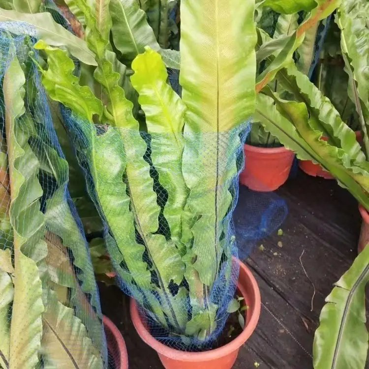 鸟巢蕨杯苗容器苗