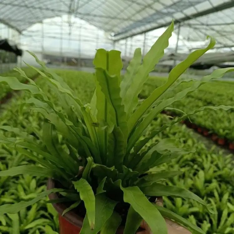 鸟巢蕨杯苗容器苗