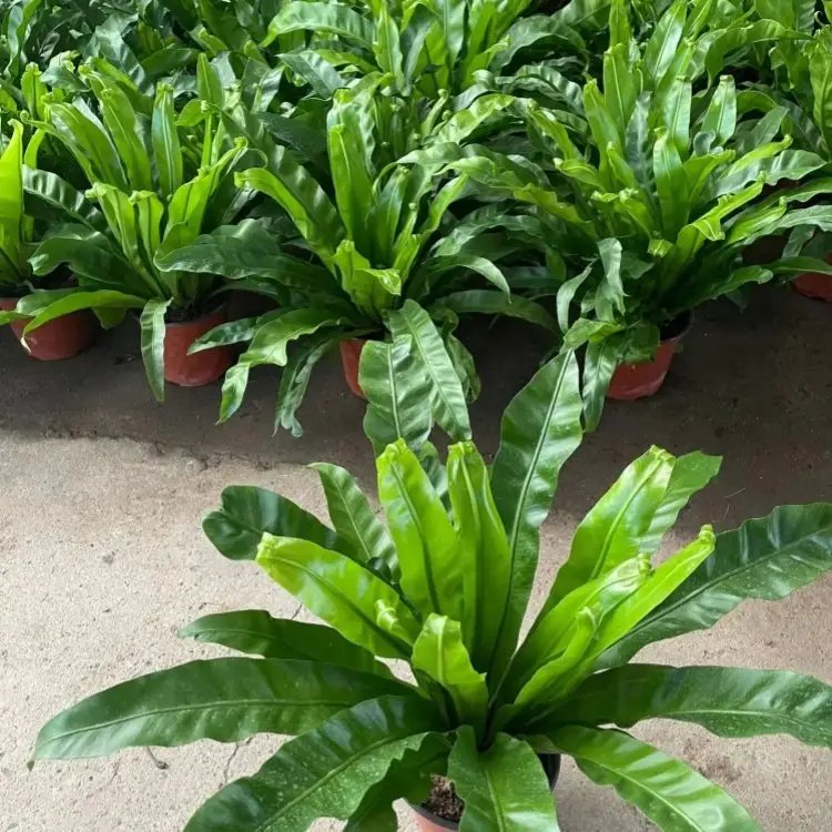 鸟巢蕨杯苗容器苗