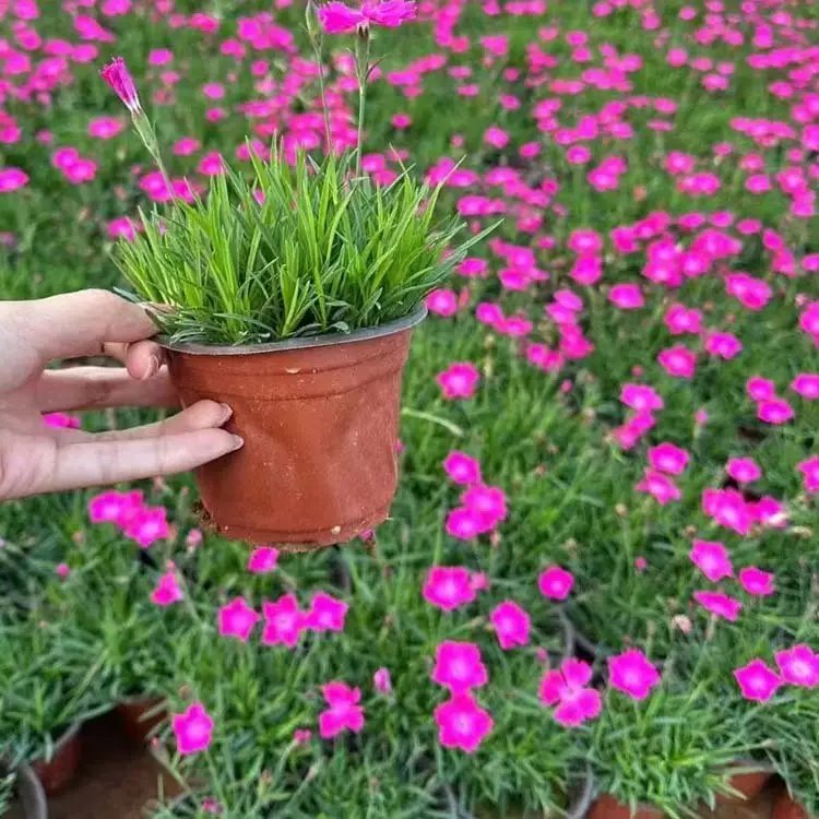 欧<a href='https://www.lvbad.com/caohuazhongzi/97045.html' target='_blank'>石竹</a>杯苗容器苗