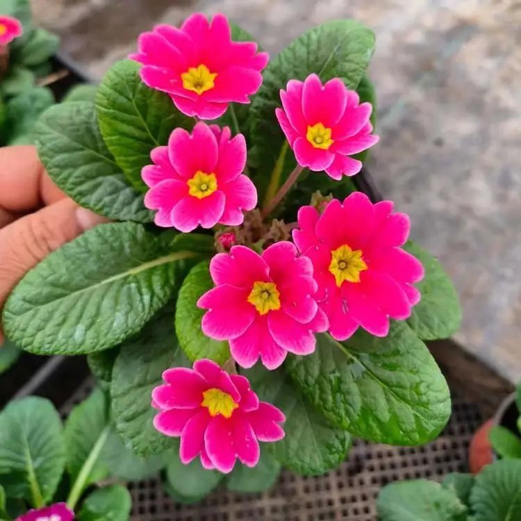 欧洲<a href='https://www.lvbad.com/caohuazhongzi/1024.html' target='_blank'>报春花</a>杯苗容器苗