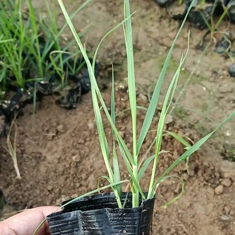 蒲苇杯苗容器苗