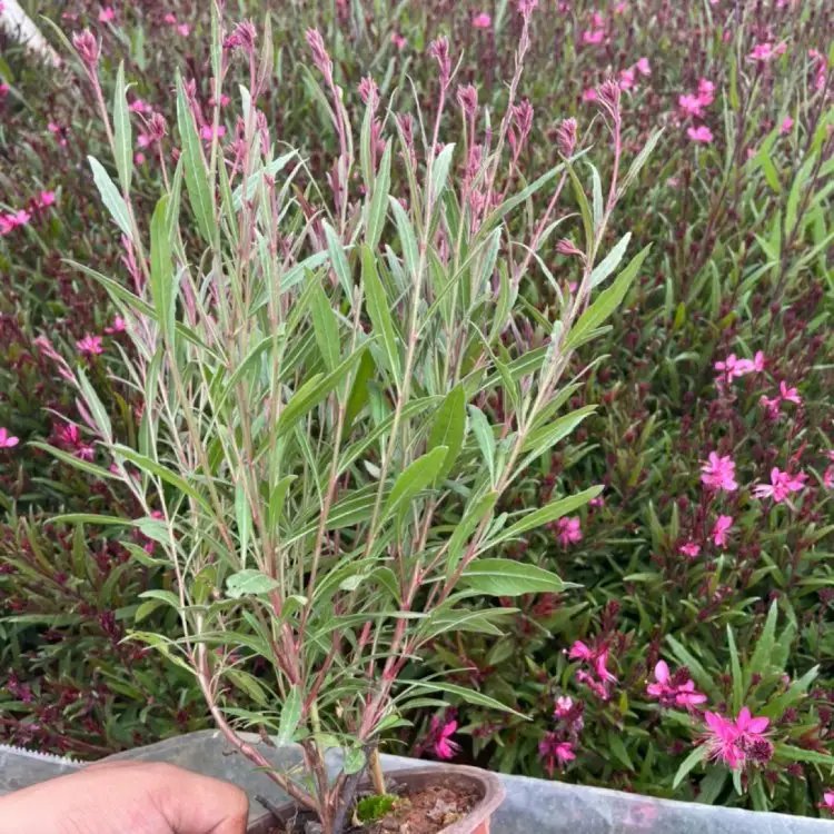 千鸟花杯苗容器苗