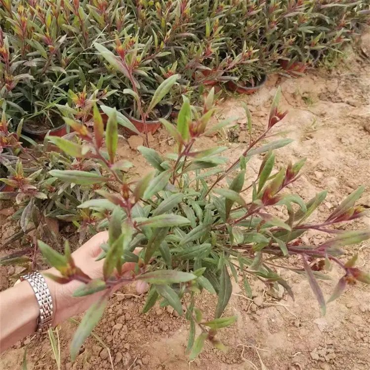 千鸟花杯苗容器苗