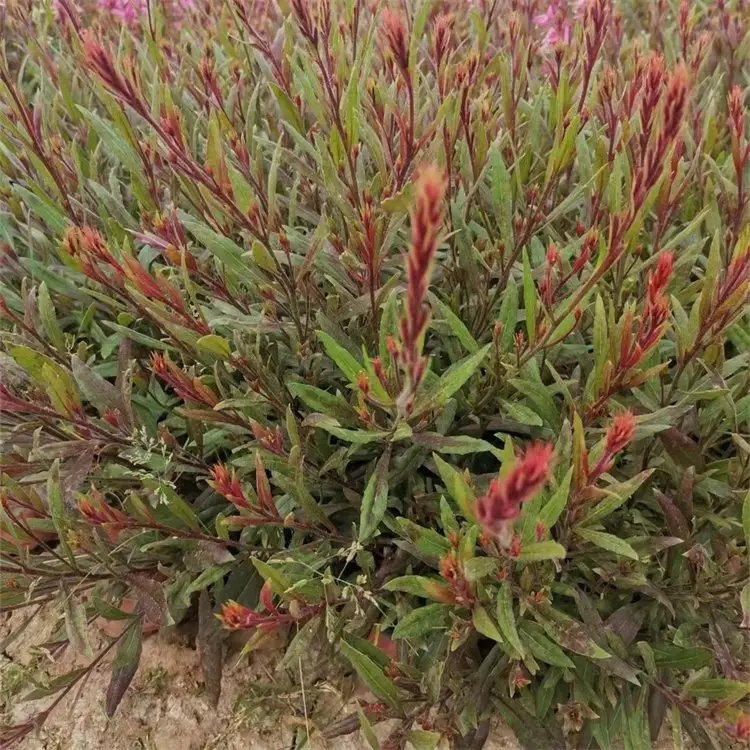 千鸟花杯苗容器苗