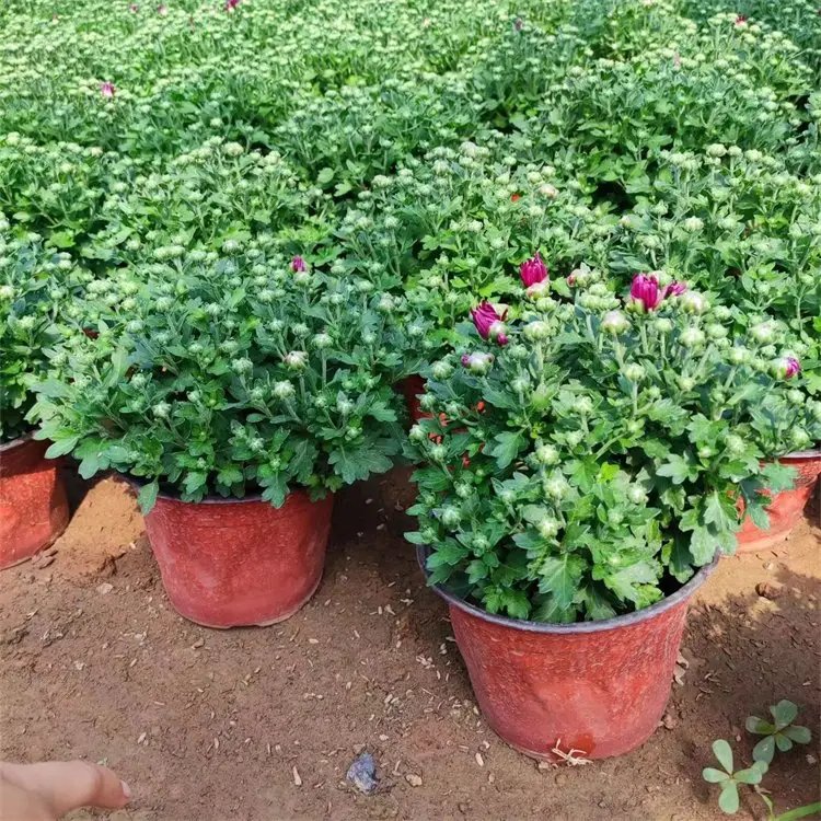 千头菊杯苗容器苗