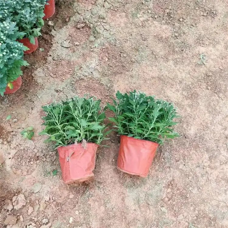 千头菊杯苗容器苗
