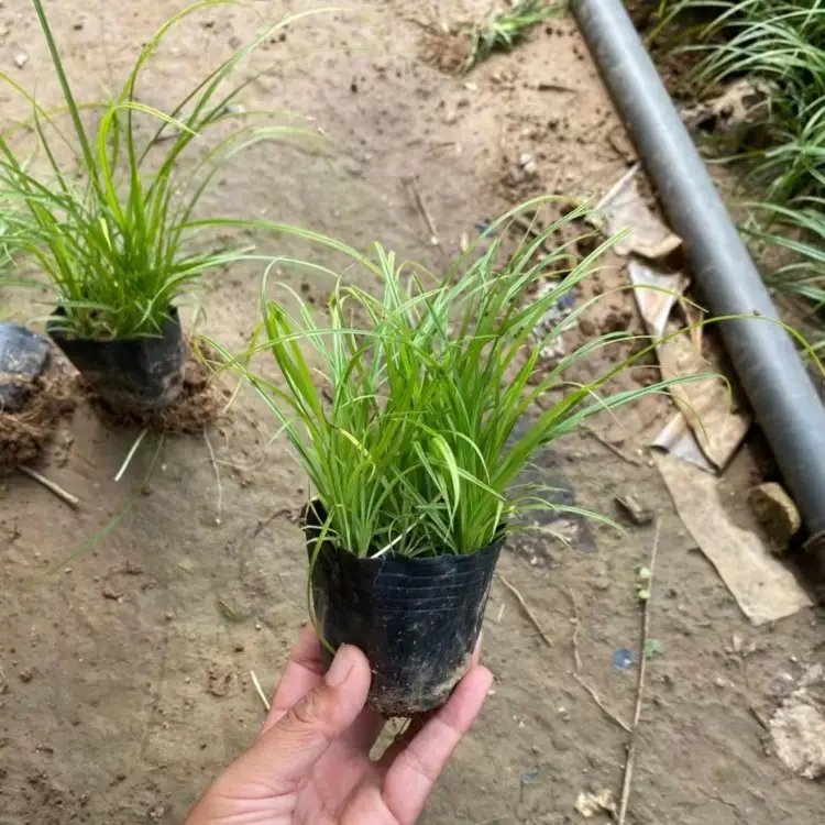 青绿苔草杯苗容器苗
