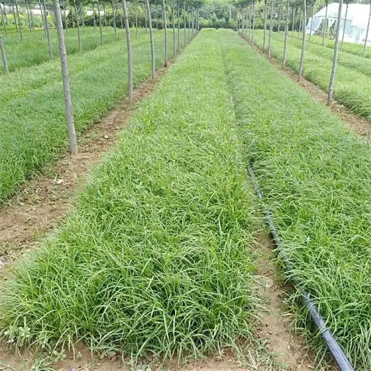 青绿苔草杯苗容器苗