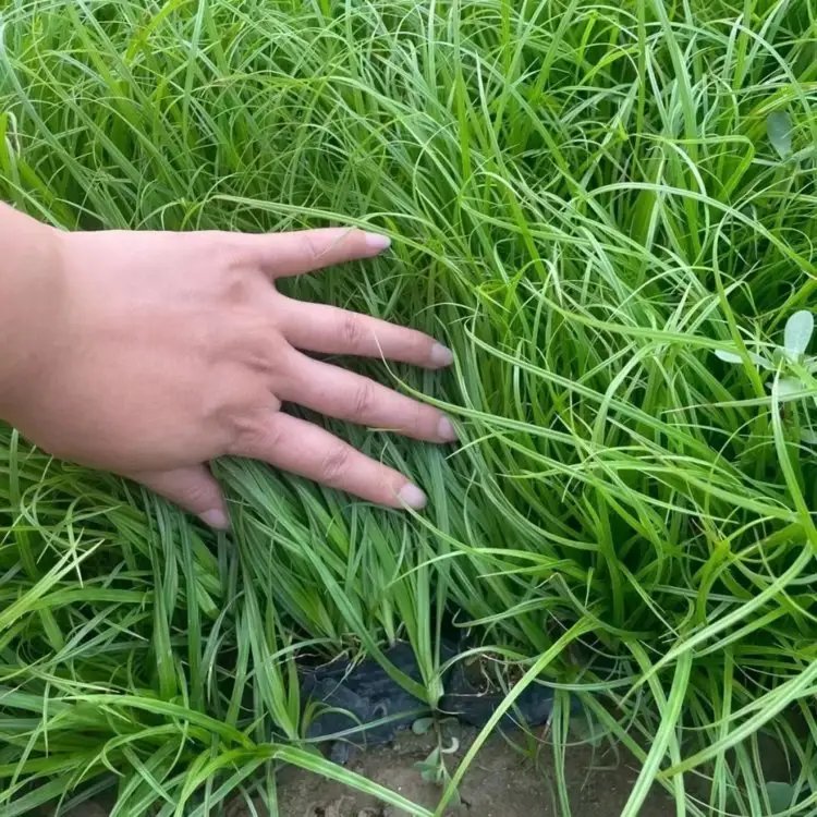 青绿苔草杯苗容器苗