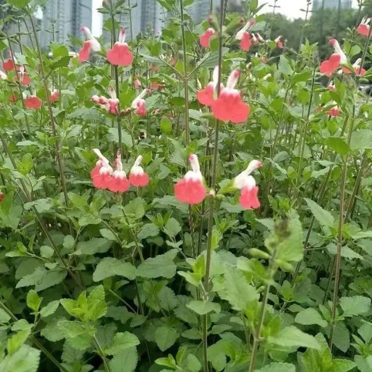 红花鼠尾草杯苗容器苗