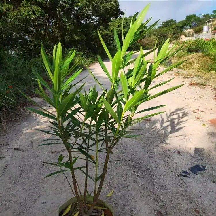 夹竹桃杯苗容器苗