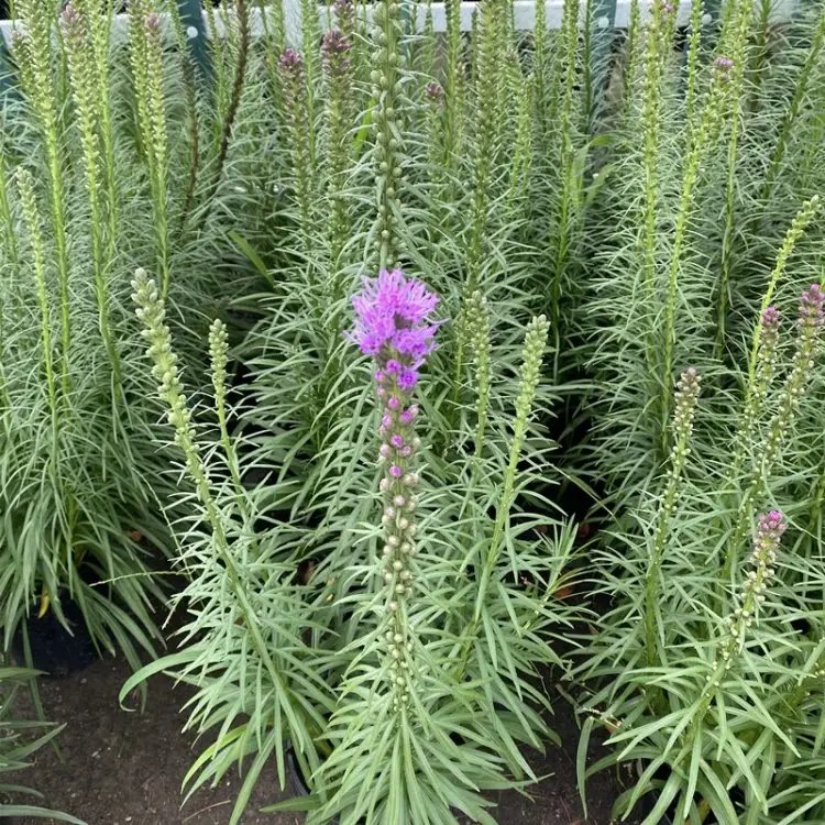 <a href='https://www.lvbad.com/caohuazhongzi/1620.html' target='_blank'>蛇鞭菊</a>杯苗容器苗