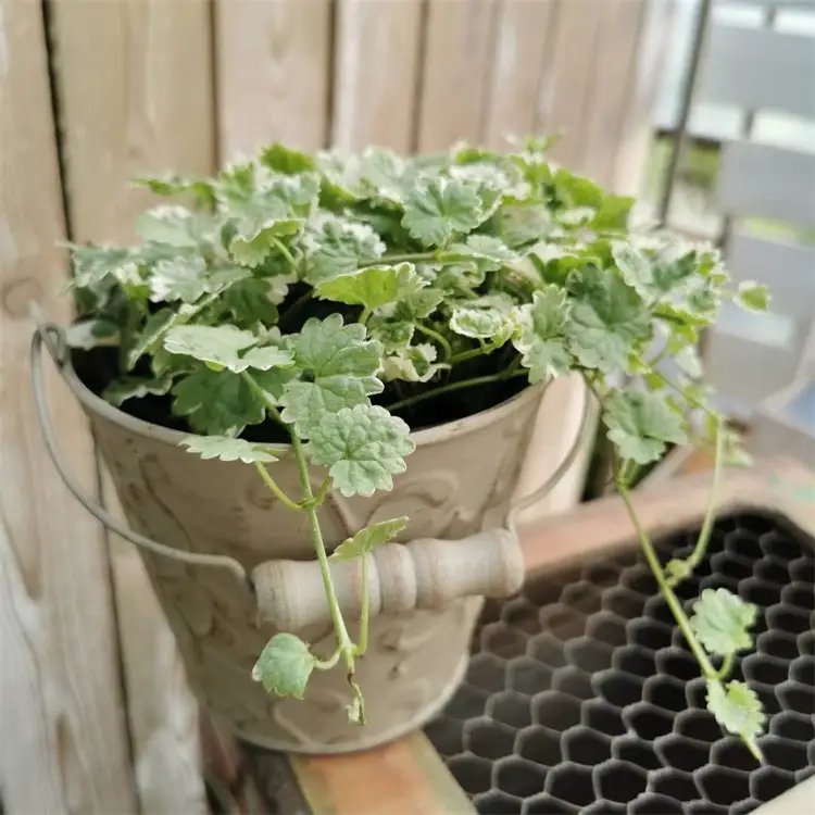 花叶欧亚活血丹杯苗容器苗