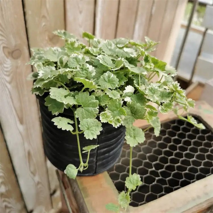花叶欧亚活血丹杯苗容器苗