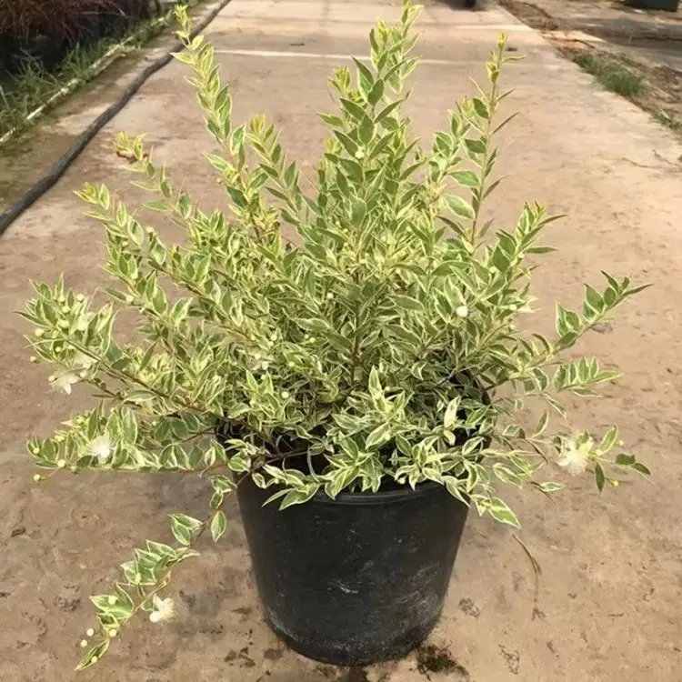 花叶香桃木杯苗容器苗
