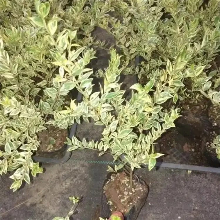 花叶香桃木杯苗容器苗