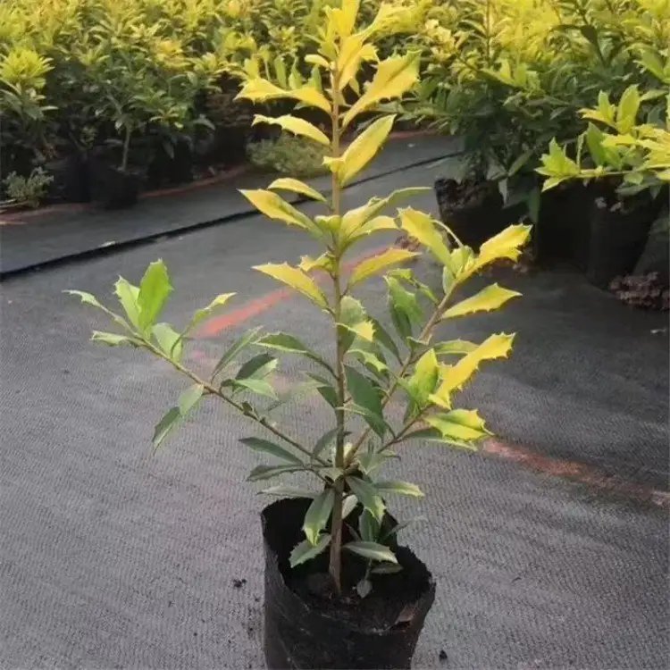 黄金枸骨杯苗容器苗