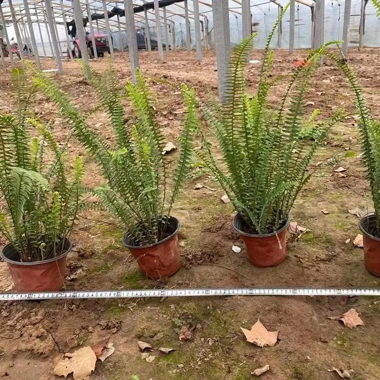 肾蕨杯苗容器苗