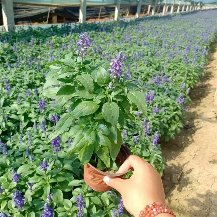 <a href='https://www.lvbad.com/caohuazhongzi/1626.html' target='_blank'>鼠尾草</a>杯苗容器苗