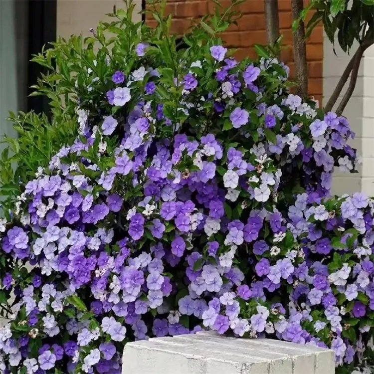双色茉莉杯苗容器苗